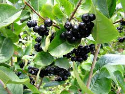 Attēlu rezultāti vaicājumam “Aronia melanocarpa fruit”