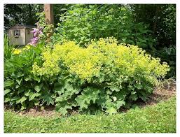 Image result for Frauenmantel