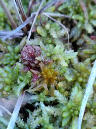 Attēlu rezultāti vaicājumam “Sphagnum balticum”
