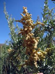 Attēlu rezultāti vaicājumam “Chenopodiaceae”