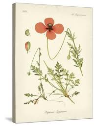 Attēlu rezultāti vaicājumam “Papaver argemone”