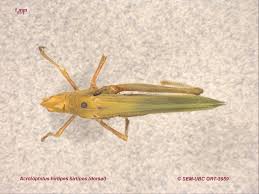 Attēlu rezultāti vaicājumam “Acrididae”