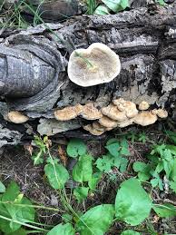 Attēlu rezultāti vaicājumam “Trametes ochracea”