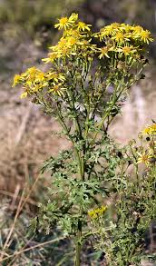 Attēlu rezultāti vaicājumam “Jacobaea vulgaris leaf”