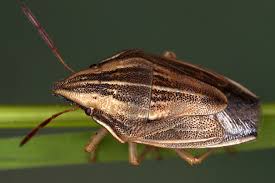 Attēlu rezultāti vaicājumam “Aelia acuminata”