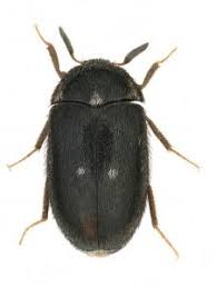 Attēlu rezultāti vaicājumam “Attagenus pellio”