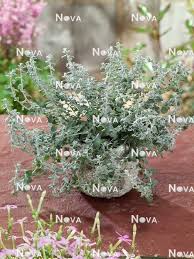 Image result for Helichrysum subulifolium