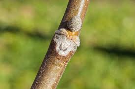 Attēlu rezultāti vaicājumam “Juglans cinerea leaf”