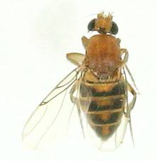 Attēlu rezultāti vaicājumam “Phoridae”