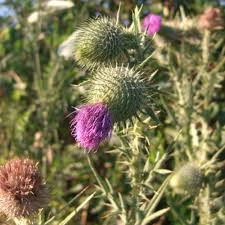 Attēlu rezultāti vaicājumam “Cirsium vulgare”