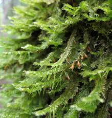 Attēlu rezultāti vaicājumam “Neckera pennata sporophyte”