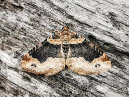 Attēlu rezultāti vaicājumam “Xanthorhoe ferrugata”