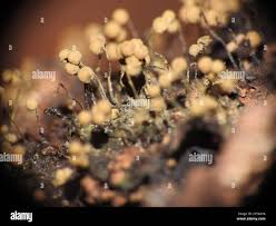 Attēlu rezultāti vaicājumam “Cribraria tenella macro”