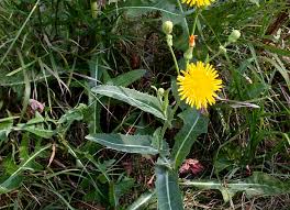 Attēlu rezultāti vaicājumam “Sonchus”