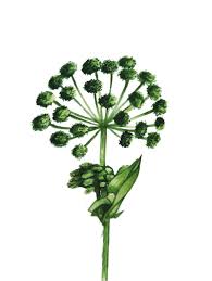 Image result for Angelica archangelica