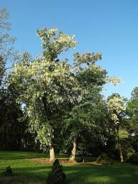 Attēlu rezultāti vaicājumam “Cladrastis kentukea”