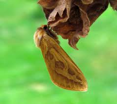 Attēlu rezultāti vaicājumam “Colostygia pectinataria female”