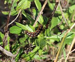 Attēlu rezultāti vaicājumam “Acronicta rumicis larva”