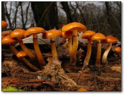Attēlu rezultāti vaicājumam “Galerina marginata”