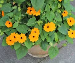 Image result for schwarzäugige Susanne