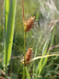 Attēlu rezultāti vaicājumam “Carex lepidocarpa leaf”