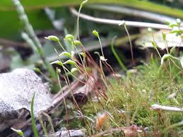 Attēlu rezultāti vaicājumam “Calliergonella cuspidata sporophyte”