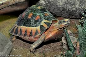 Attēlu rezultāti vaicājumam “Tortula lingulata”