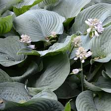 Image result for Hosta sieboldiana 'Elegans'