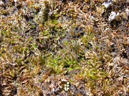 Attēlu rezultāti vaicājumam “Harpanthus scutatus”