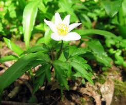Attēlu rezultāti vaicājumam “Anemone nemorosa leaf”