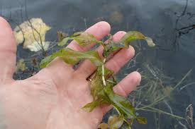 Attēlu rezultāti vaicājumam “Potamogeton praelongus”