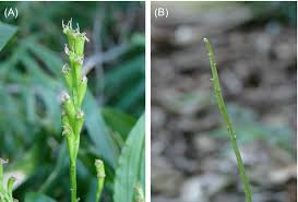 Attēlu rezultāti vaicājumam “Liparis loeselii fruit”