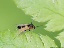 Attēlu rezultāti vaicājumam “Cricotopus”