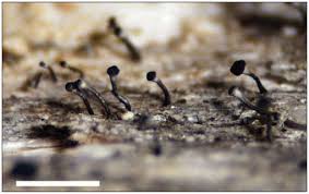 Attēlu rezultāti vaicājumam “Sclerophora farinacea”