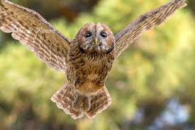 Image result for Strix aluco