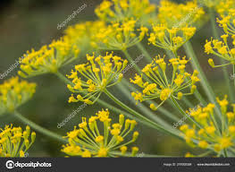 Attēlu rezultāti vaicājumam “Anethum graveolens flower”