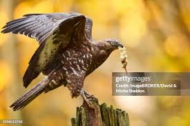 Attēlu rezultāti vaicājumam “Pernis apivorus”