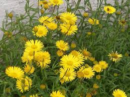 Image result for Buphthalmum salicifolium
