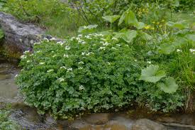 Attēlu rezultāti vaicājumam “Cardamine amara”