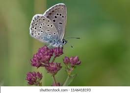 Attēlu rezultāti vaicājumam “Phengaris arion”