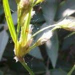 Attēlu rezultāti vaicājumam “Eriophorum gracile fruit”