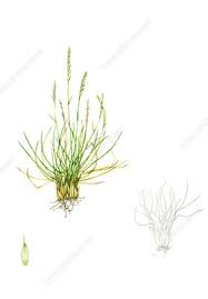 Attēlu rezultāti vaicājumam “Nardus stricta flower”