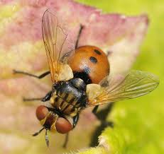 Attēlu rezultāti vaicājumam “Gymnosoma sp.”