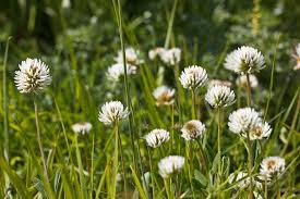 Attēlu rezultāti vaicājumam “Trifolium montanum”