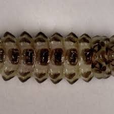 Attēlu rezultāti vaicājumam “Lygistopterus sanguineus larva”