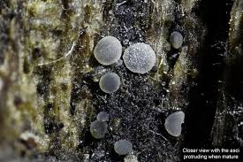 Attēlu rezultāti vaicājumam “Mollisia cinerea”