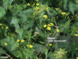 Attēlu rezultāti vaicājumam “Crepis tectorum flower”