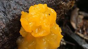 Attēlu rezultāti vaicājumam “Tremella ramalinae”