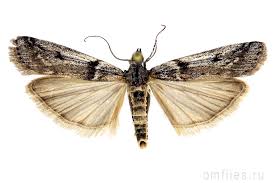 Attēlu rezultāti vaicājumam “Zophodia grossulariella”