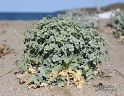 Attēlu rezultāti vaicājumam “Eryngium maritimum”